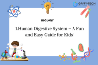 Human Digestive System