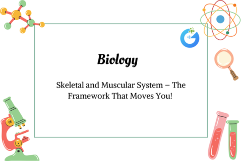 Skeletal and Muscular System – The Framework That Moves You!