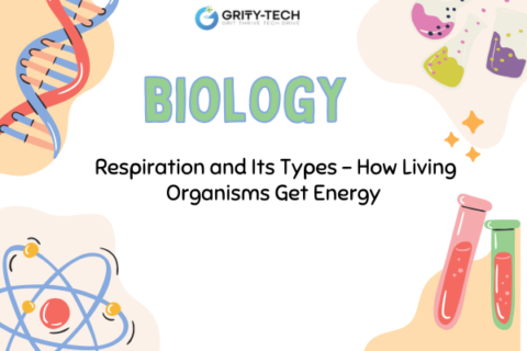 Respiration and Its Types – How Living Organisms Get Energy