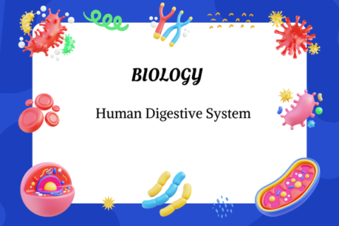 Human Digestive System - Organs, Functions & Process
