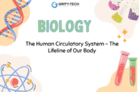 The Human Circulatory System – The Lifeline of Our Body