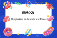 Respiration in Animals and Plants | Process & Differences