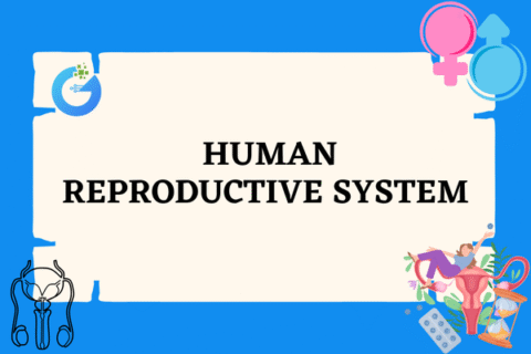 Understanding the Human Reproductive System