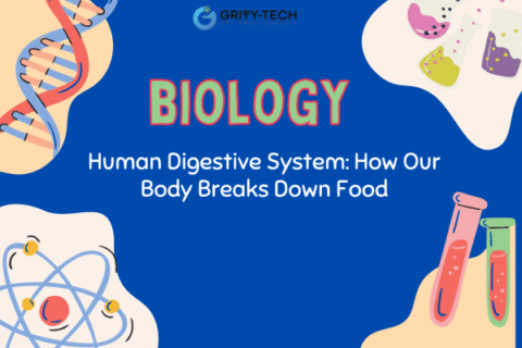Human Digestive System
