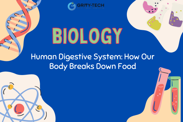 Human Digestive System